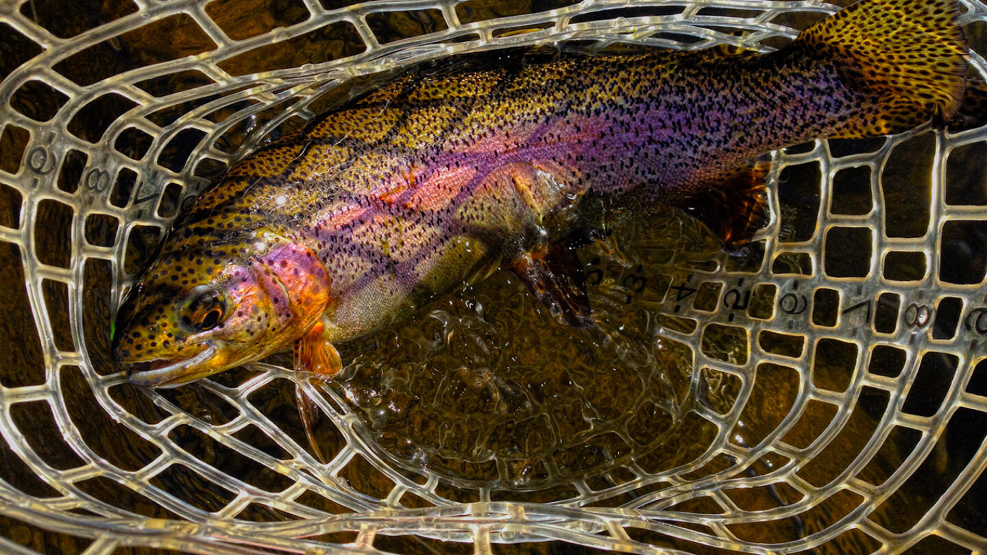 how to catch unique colorado golden trout colorado fishing planet 2017
